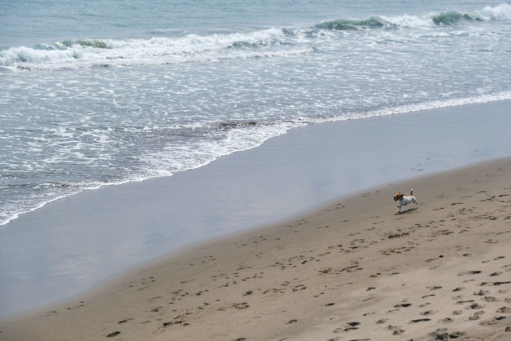 Chien qui court en bord de plage