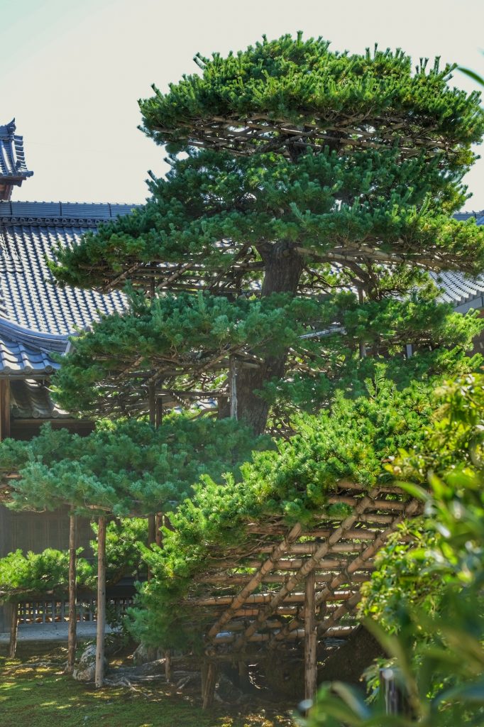 Un ancien bonsaï devenu grand au Pavillon d'Or