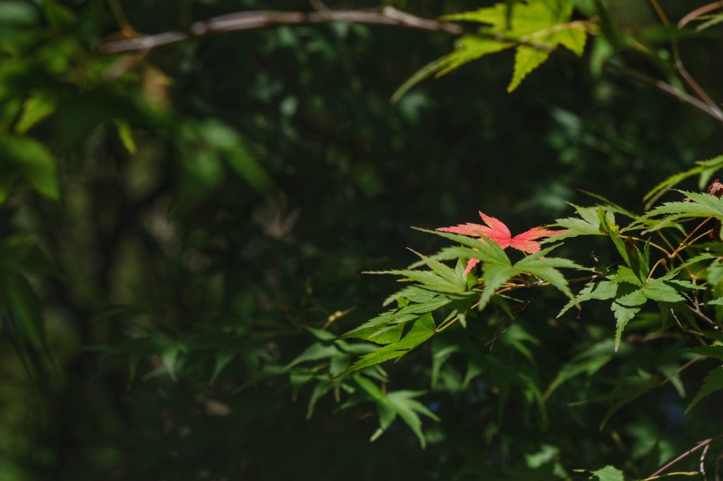 Les premiers signes de l'automne à Kyoto
