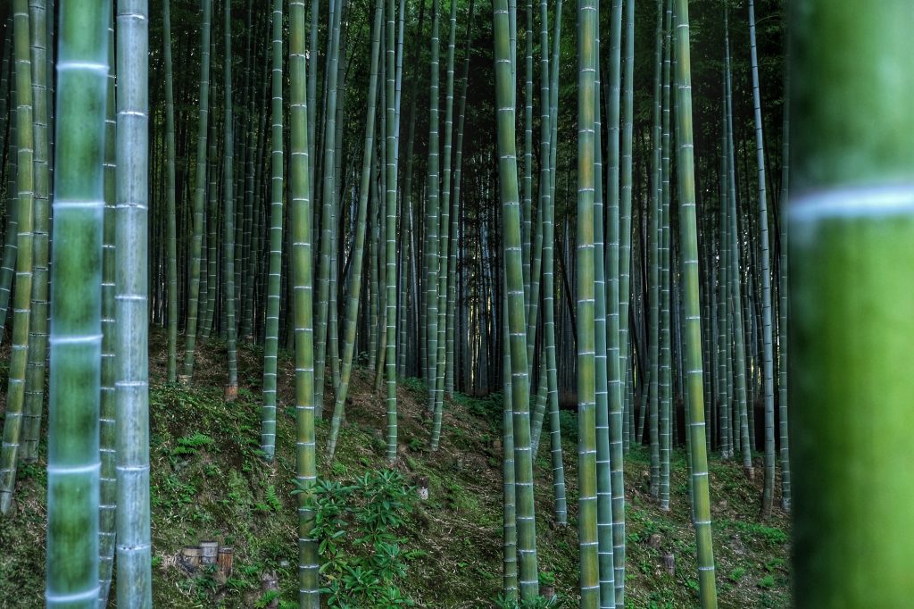 Les bambous d'Arashiyama à Kyoto