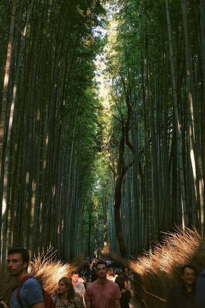 La foule déambule dans les bambous de la forêt d'Arashiyama