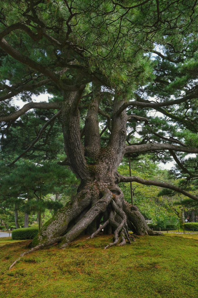 Un cèdre dans le jardin du château de Kanazawa