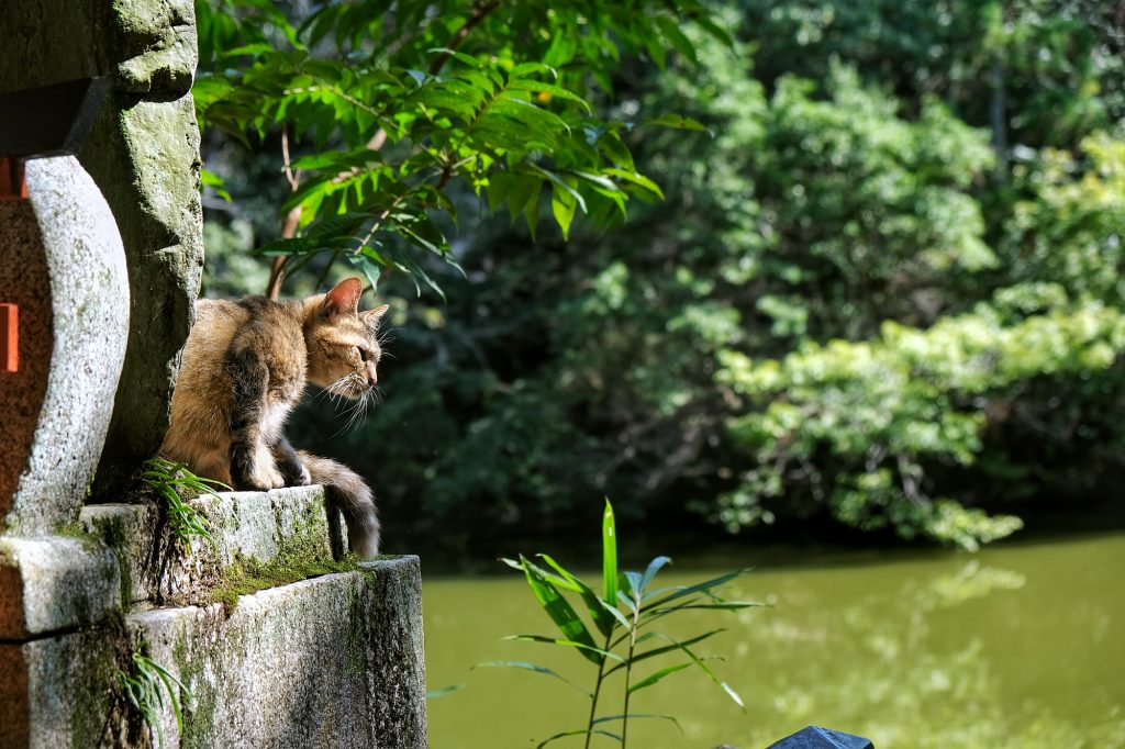 Un chat au Fushimi Inari Taisha