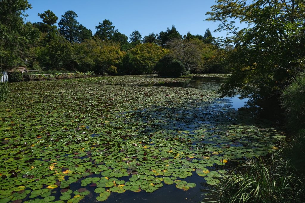 L'étang du Ryoan-ji de Kyoto