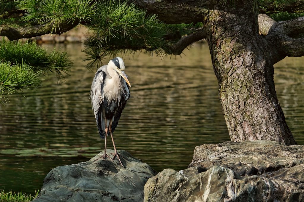 Un héron dans le Ritsurin koen de Takamatsu