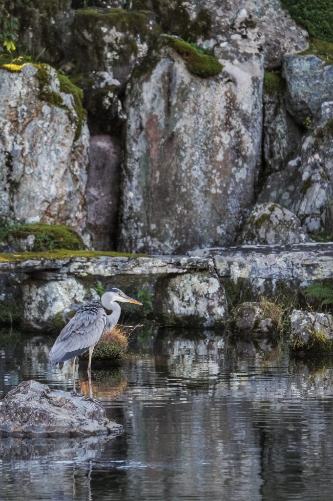Un héron (petit patapon) au Tenryu-ji de Kyoto