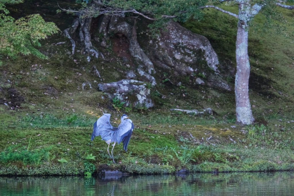 Un héron au Tenryu-ji de Kyoto