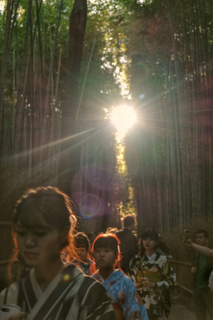 Le soleil passe à travers les bambous de la forêt d'Arashiyama