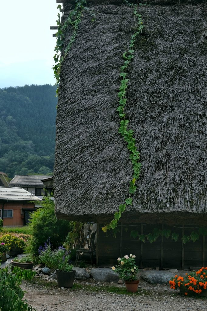 Une plante descend d'un toit de chaume d'Ogimachi