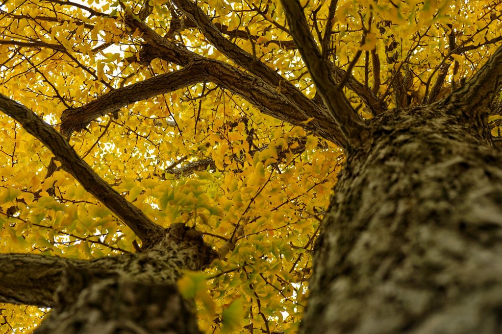 Ginkgos du parc Goryokaku à Hakodate