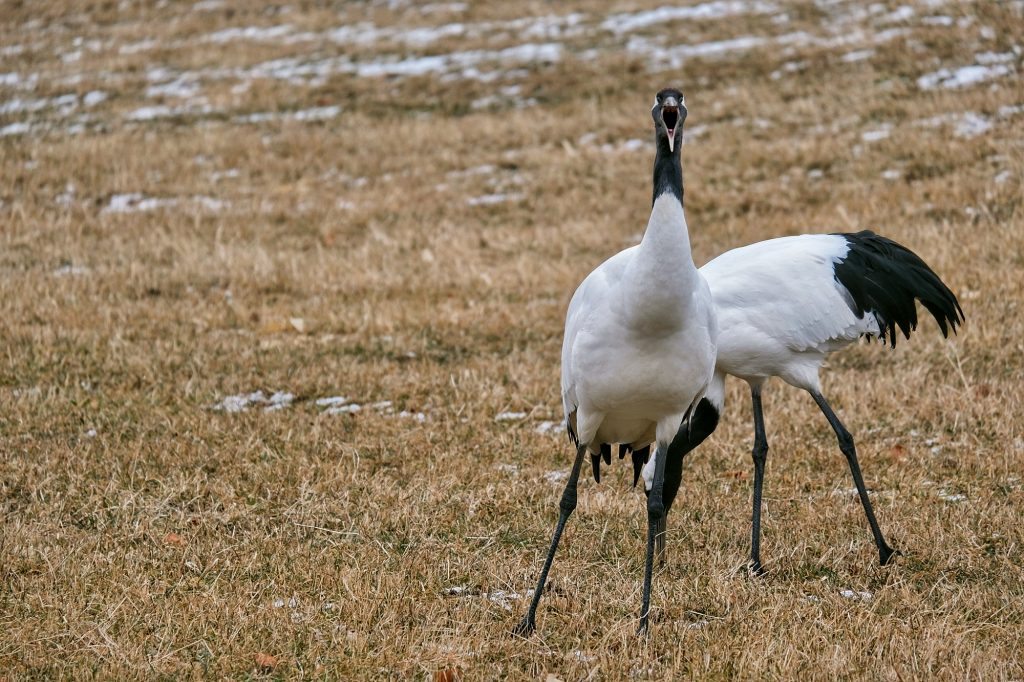 Une grue donne de la voix à Tsurui