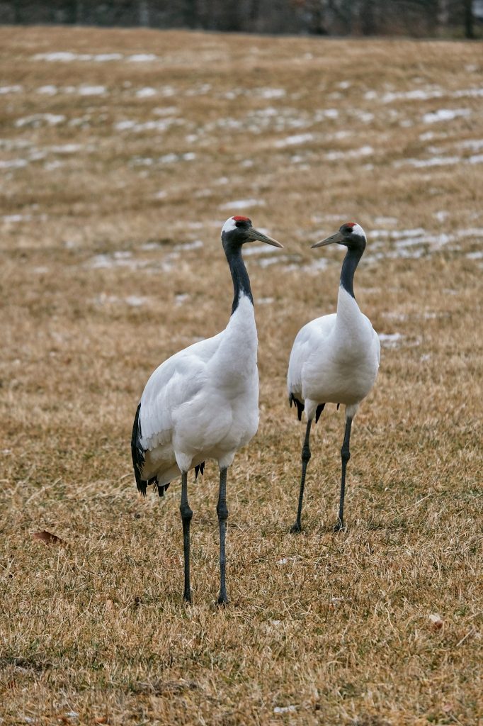 Deux grues dans le sanctuaire de Tsurui