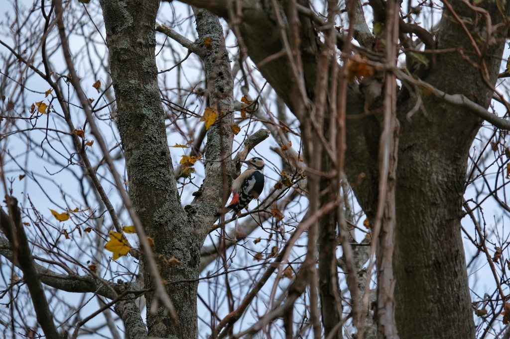 Un oiseau sur le chemin du mont Hakodate