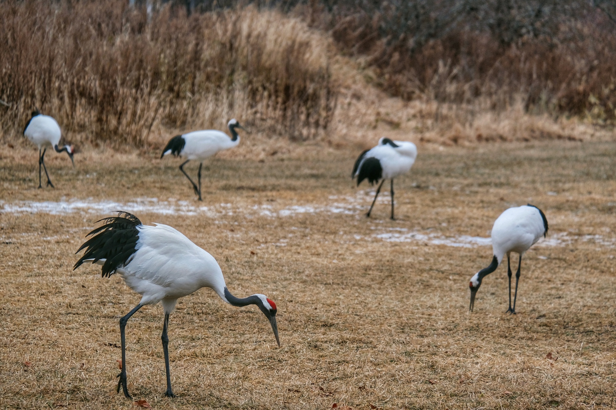 Les grues cherchent la nourriture dans le sanctuaire de Tsurui