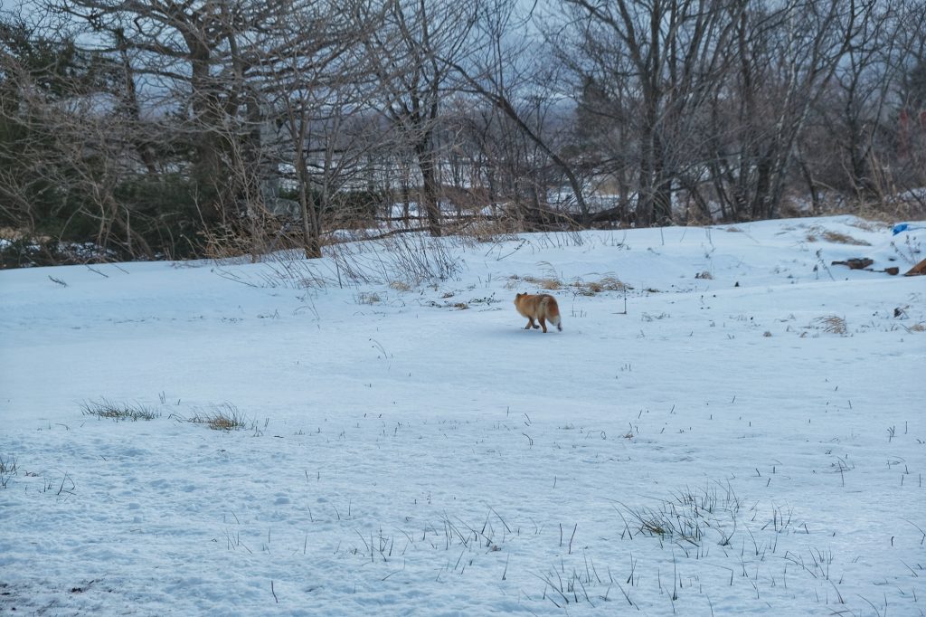 Un renard vers Obihiro