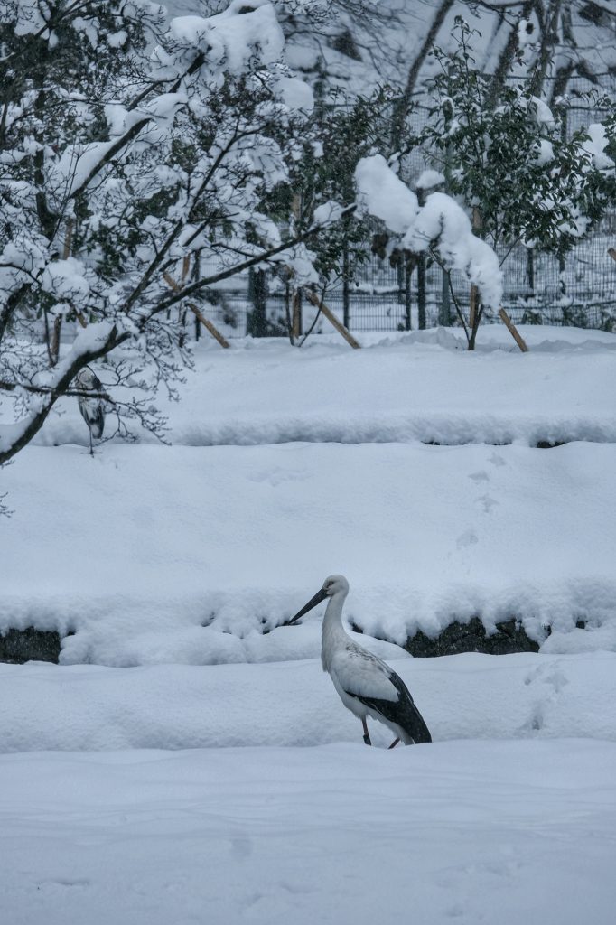 Une cigogne orientale dans le sanctuaire de Toyooka