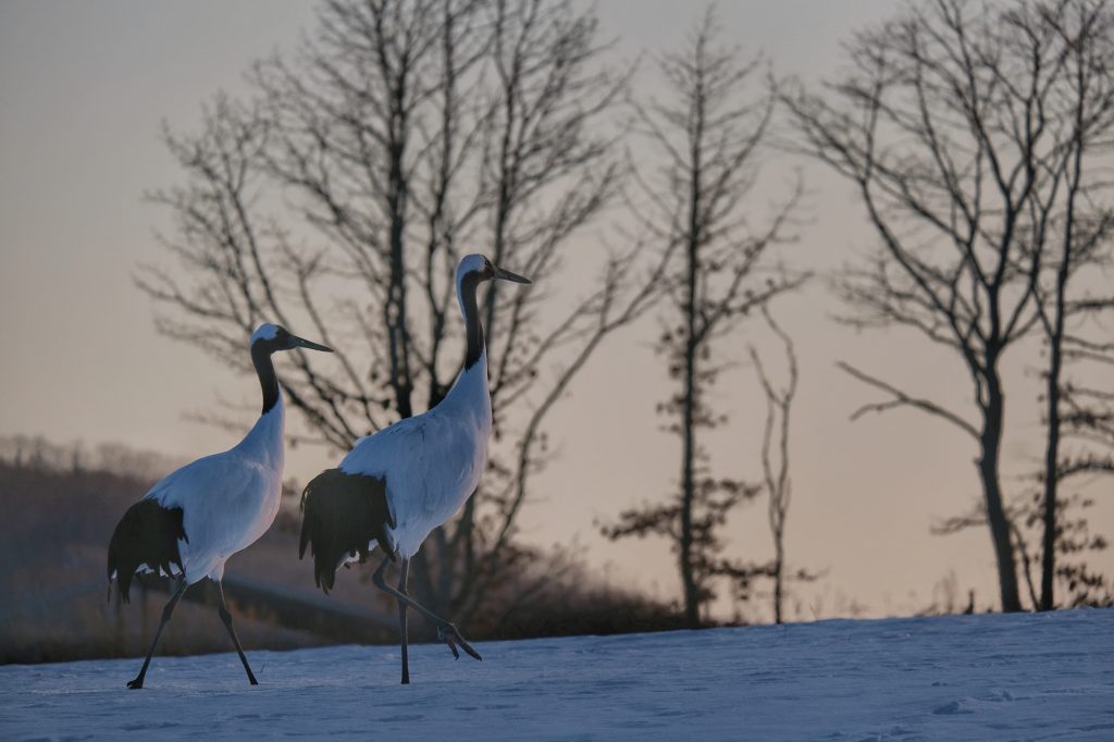 Deux grues dans les dernières lueurs de la journée à Tsurui