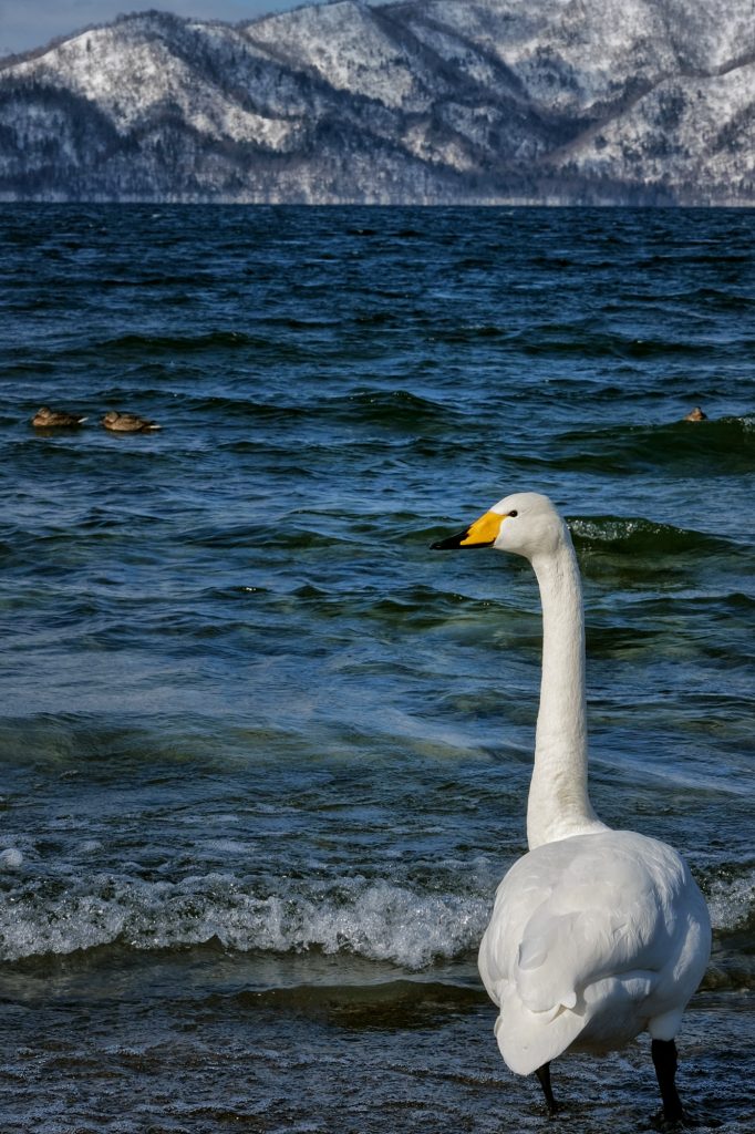 Un cygne du lac Kussharo