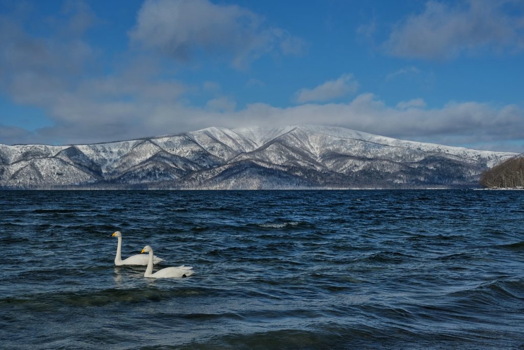 Deux cygnes se déplacent sur le lac Kussharo