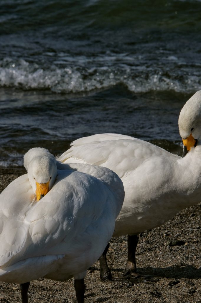 Deux cygnes se nettoient les plumes au bord du lac Kussharo