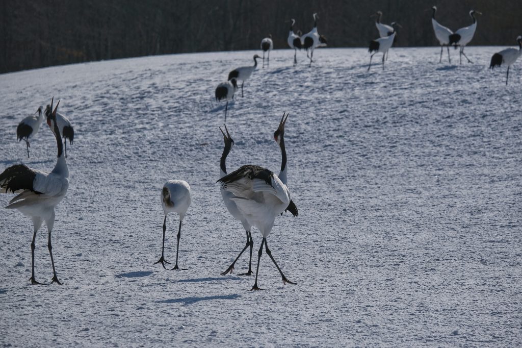 Des grues se pavanent au sanctuaire de Tsurui