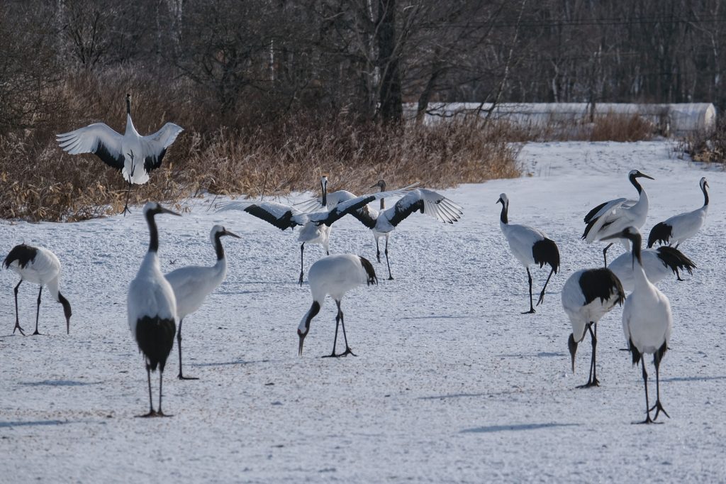 Des grues le matin à Tsurumidai
