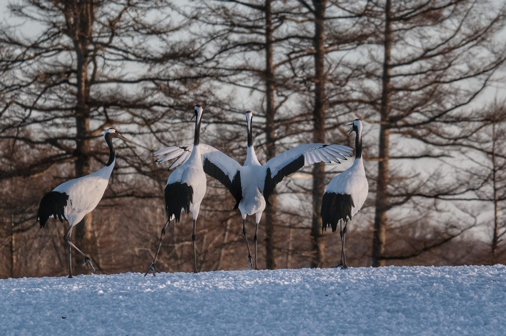 Des grues au sanctuaire de Tsurui
