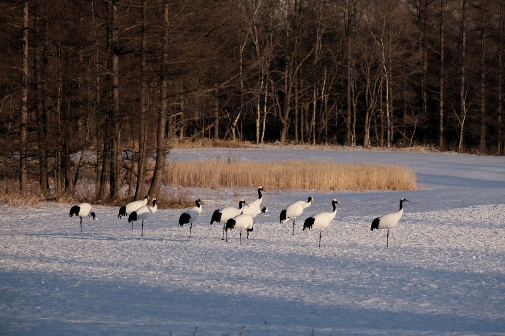 Les grues de Tsurui dans les dernières lueurs du jour