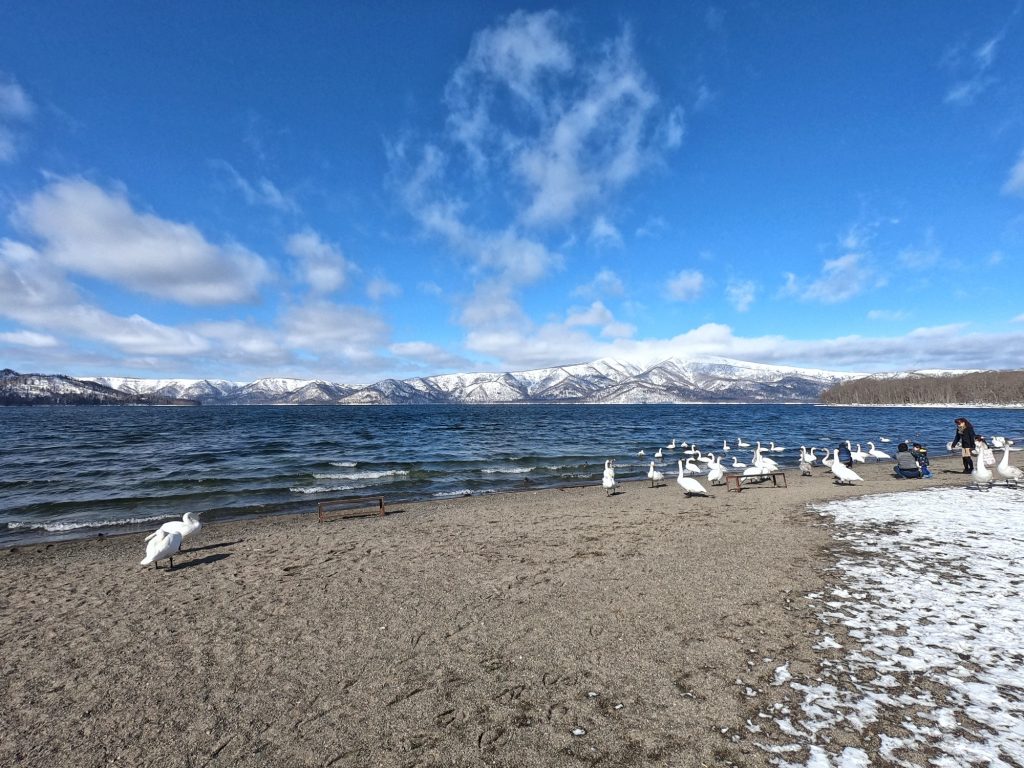 Le lac Kussharo et ses cygnes