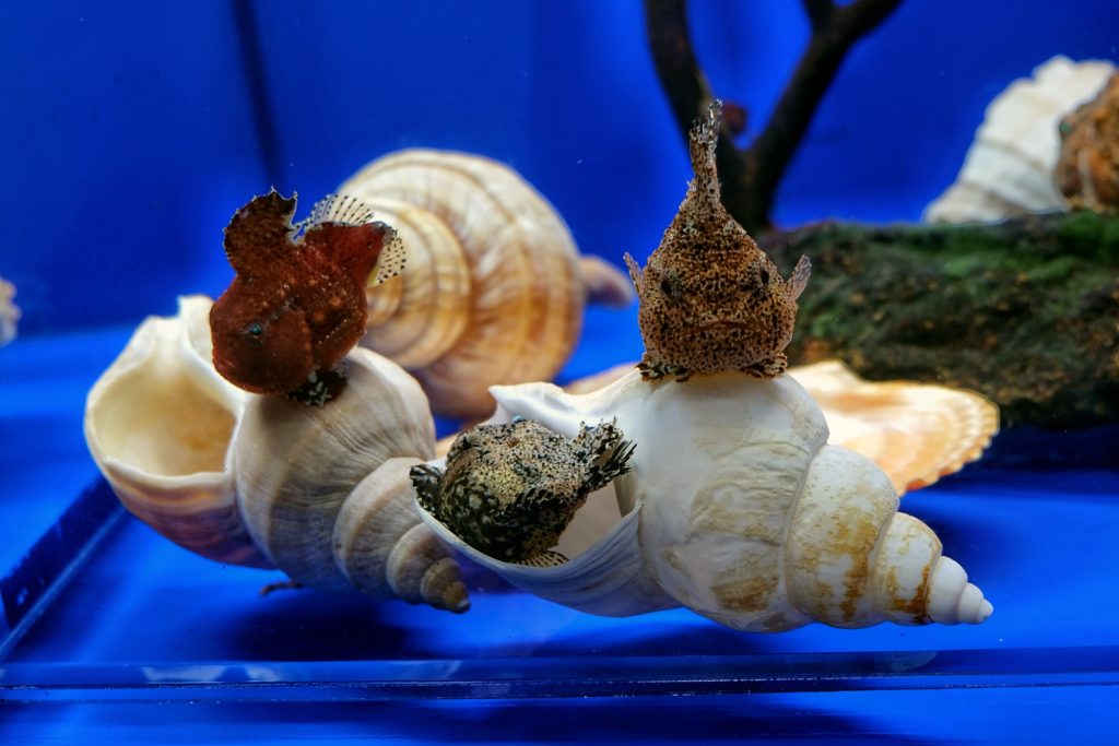 La vie sous la glace dérivante : des poissons surprenants au musée de la drift ice d'Abashiri