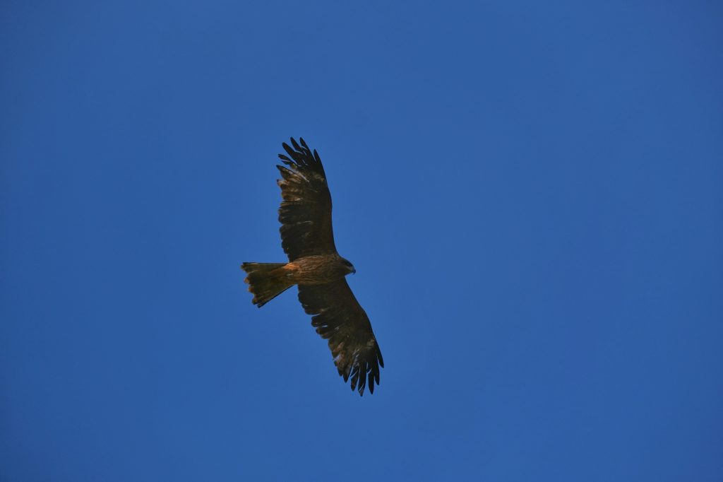 Un rapace dans le ciel de Matsue