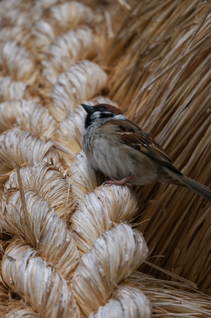 Un moineau sur les cordes du Izumo Taisha