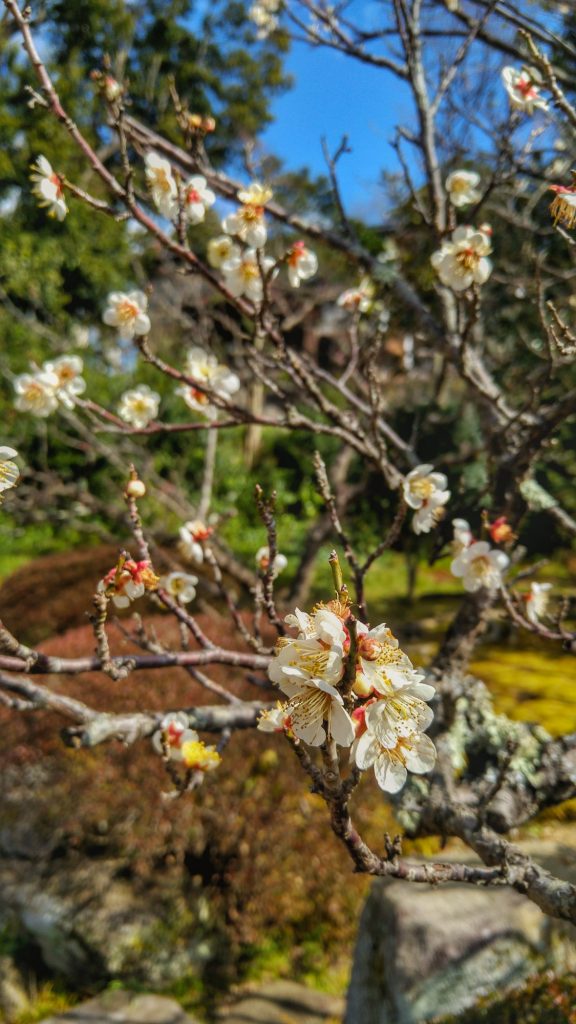 Premières fleurs de cerisiers dans le jardin d'une maison de samouraï à Matsue