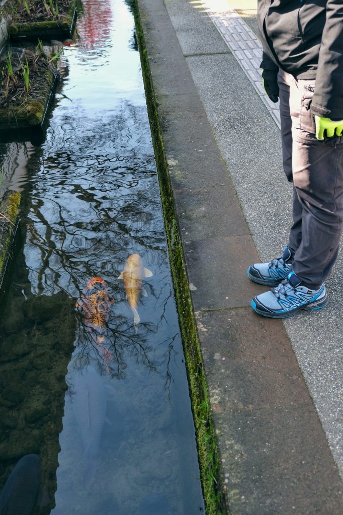 Les carpes de la rue Tonomachi à Tsuwano