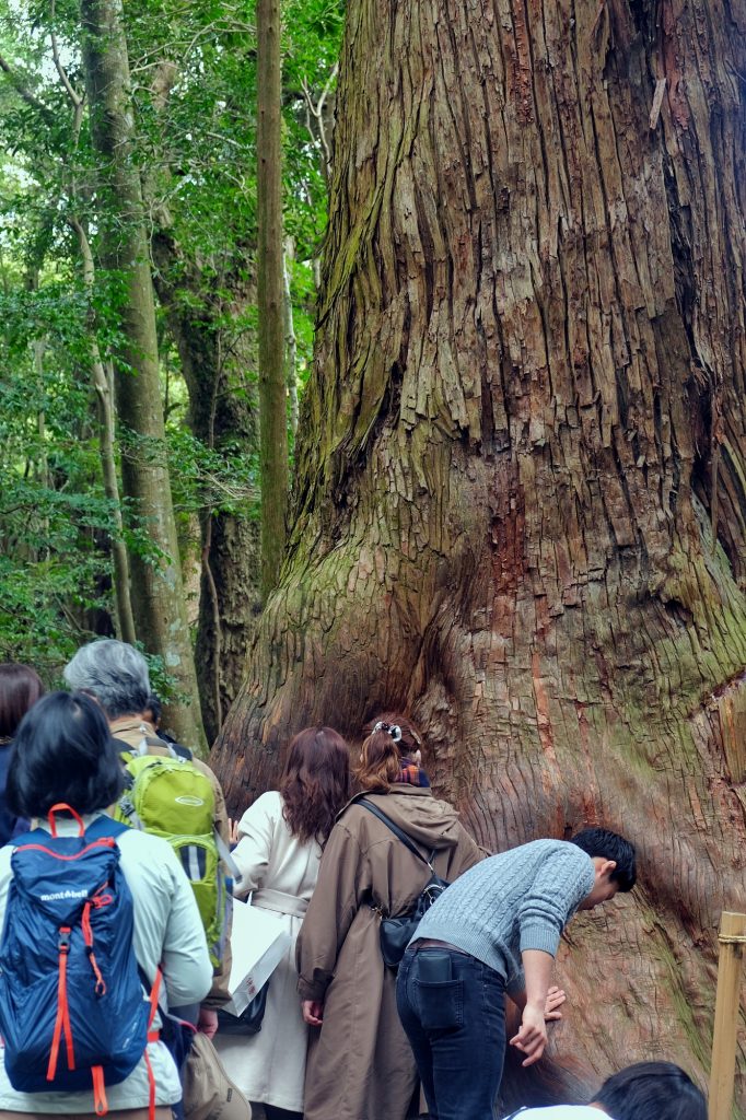 Des arbres sacrés qu'il faut toucher à l'Ise Jingu