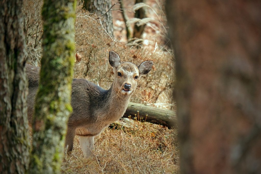 Un daim à côté du chemin de randonnée du plateau d'Ebino