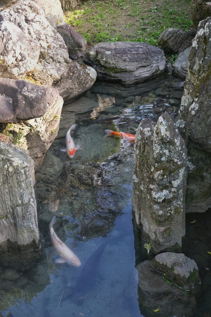 Les carpes du jardin Omote Goten de l'ancien château de Tokushima
