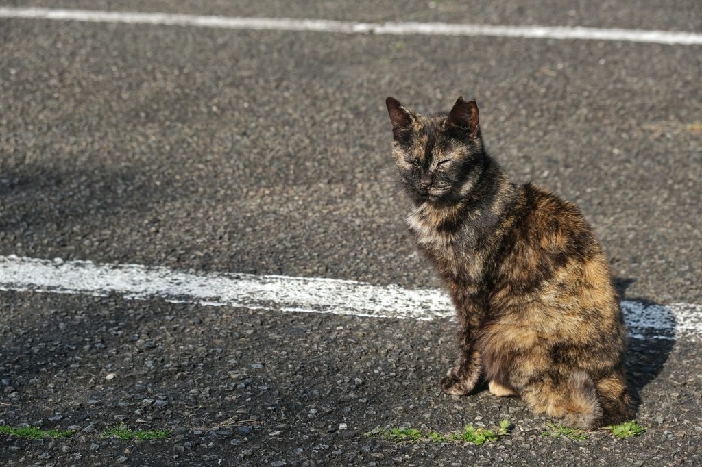Un chat près d'une sorte de refuge sur le cap Muroto