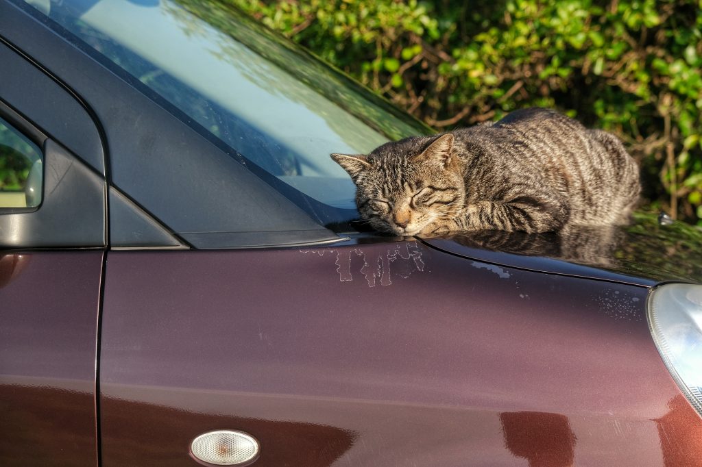 Un chat se repose sur une voiture au cap Muroto