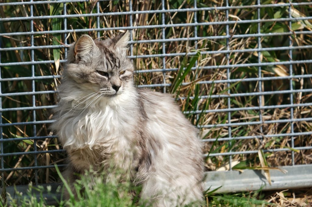 Un chat sauvage près d'un 