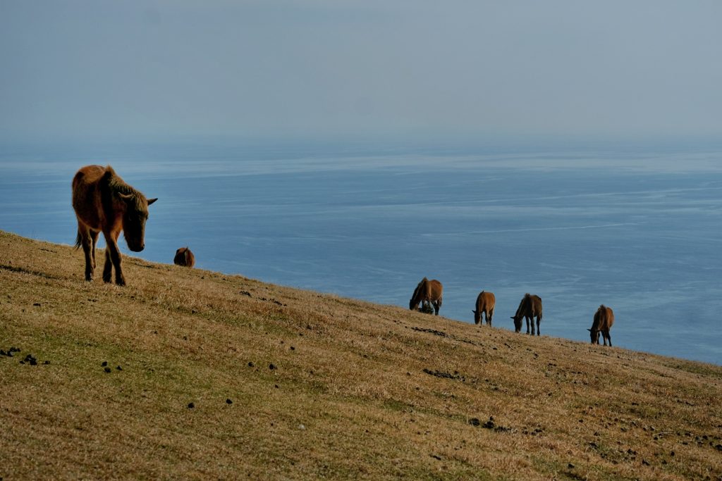 Les chevaux sauvages du cap Toi face à la mer
