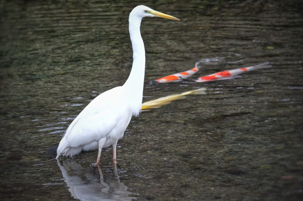Une aigrette et des carpes dans l'étang du parc Suizenji à Kumamoto
