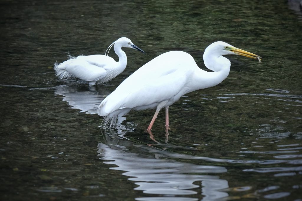 Des aigrettes dans l'étang du parc Suizenji de Kumamoto