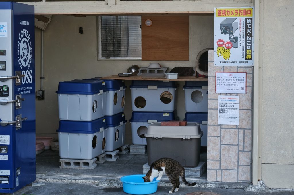 Un espace protégé et surveillé pour les chats sauvages du cap Muroto