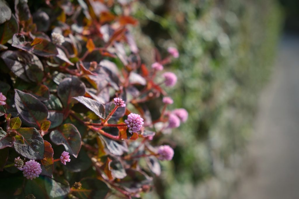 Une fleur sur un mur du quartier des Samouraïs de Chiran