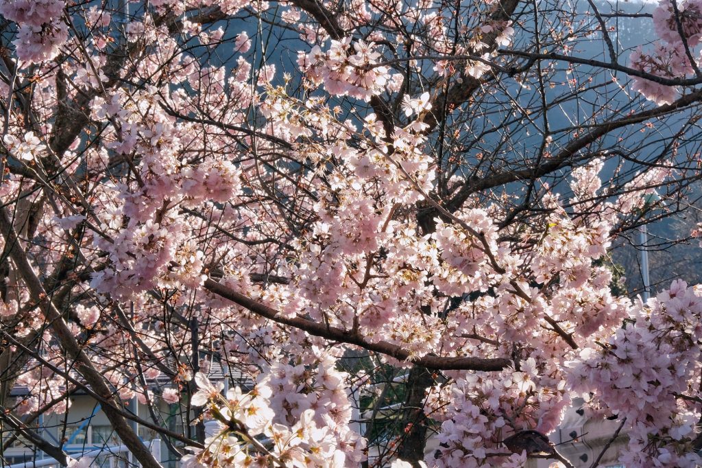 Les fleurs de cerisier, magnifique