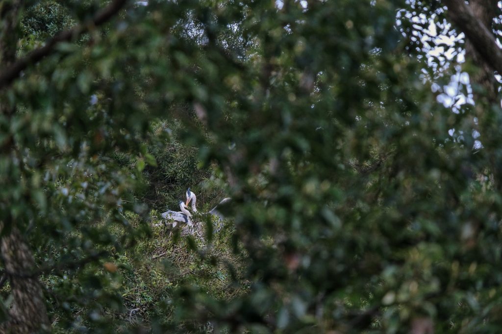 Deux hérons dans les arbres de Shiroyama à Tokushima