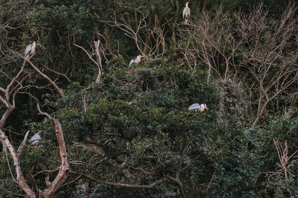Beaucoup de hérons sur la colline Shiroyama à Tokushima