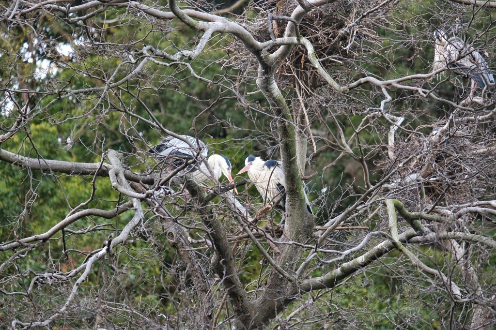 Deux hérons dans la montagne Shiroyama dans le parc de Tokushima