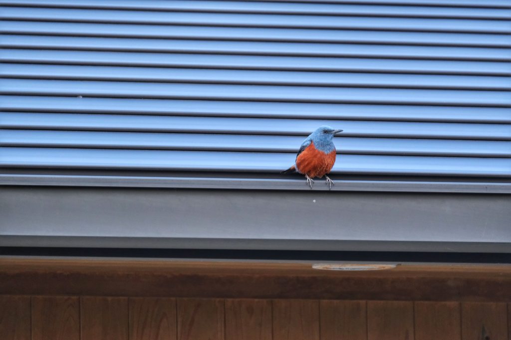 Un oiseau sur un toit sur l'aire de repos de Kiramesse Muroto
